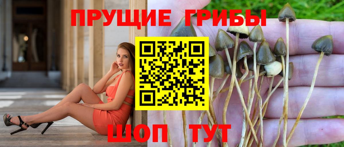 Южно-Сахалинск  Галлюциногенные грибы Psilocybine cubensis  Вход с VPN 
